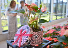 Micra heeft erg veel bloemen en heeft een bijzonder uiterlijk door het contrast tussen de grootte van de bloem en het blad. Met zijn rode bloemen die boven het blad uitsteken en zijn compacte vorm is deze plant een echte aanwinst voor het assortiment in kleine potmaten.